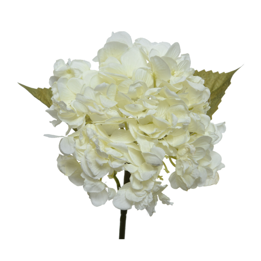 Hydrangea Stem