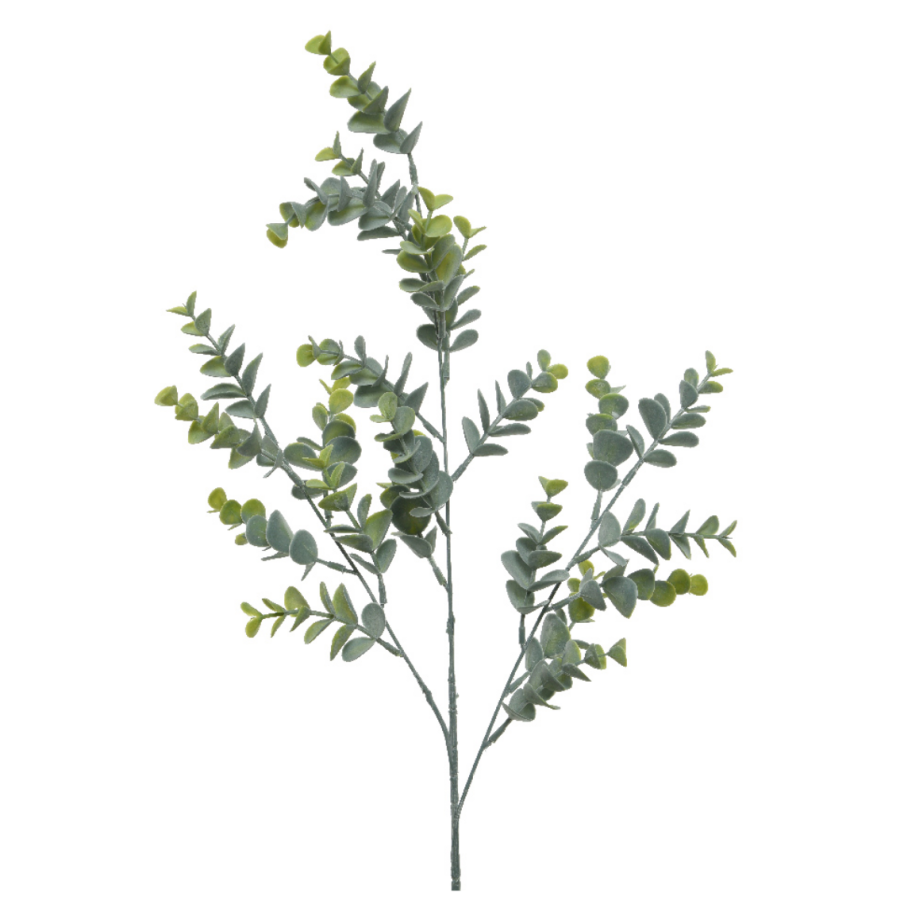 Eucalyptus Branch Stem