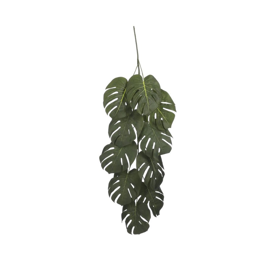 Small Trailing Monstera