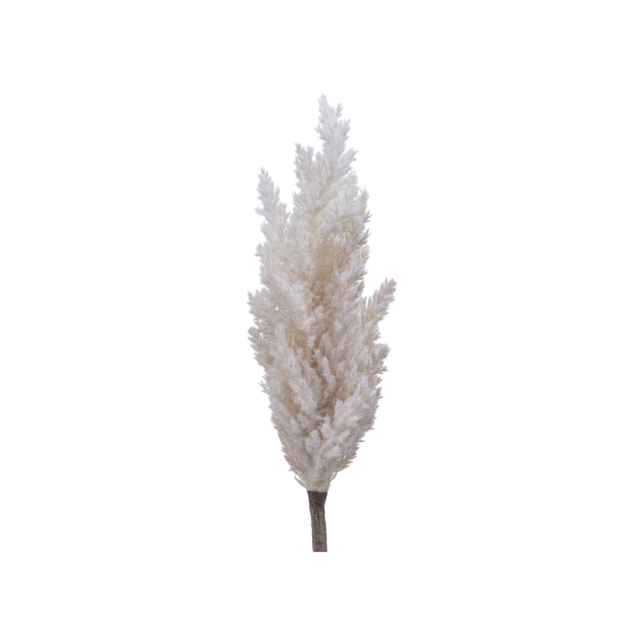 Pampas Grass Stem