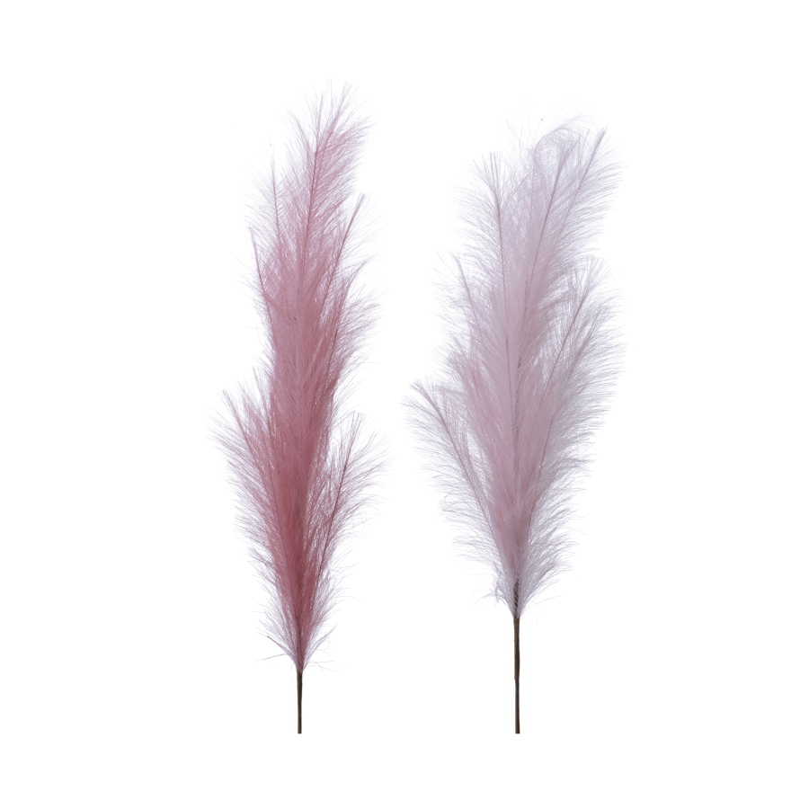 Pampas Plume