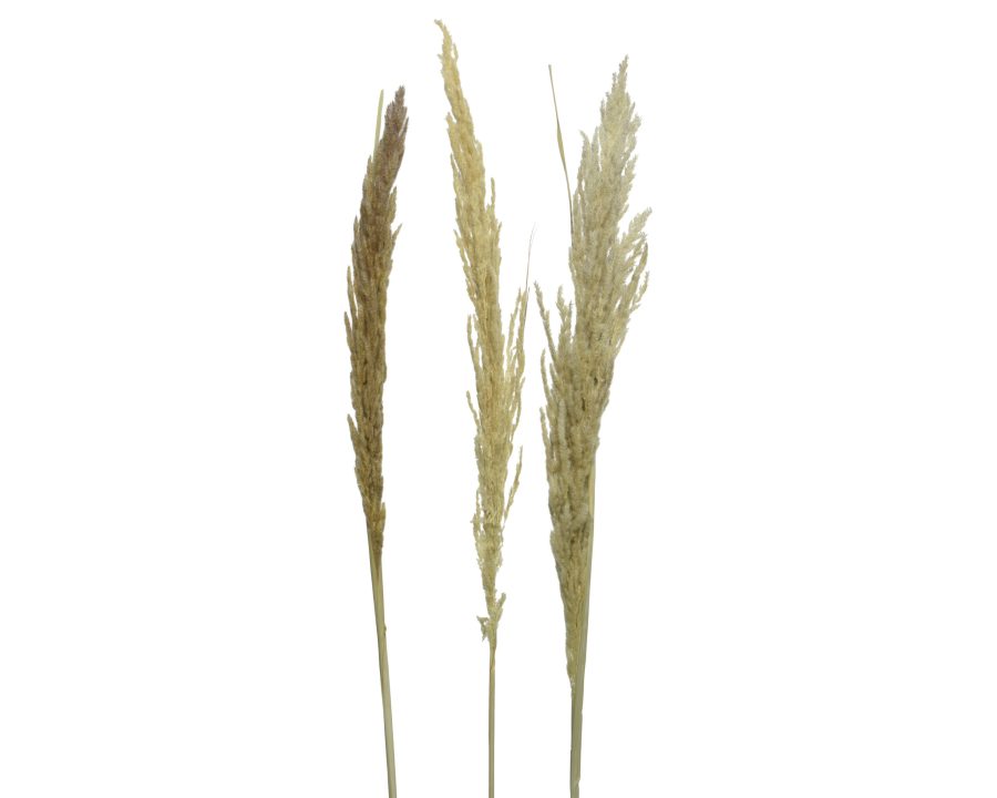 Kaem Spray Plume 3 Bundle Eryanthus - Natural