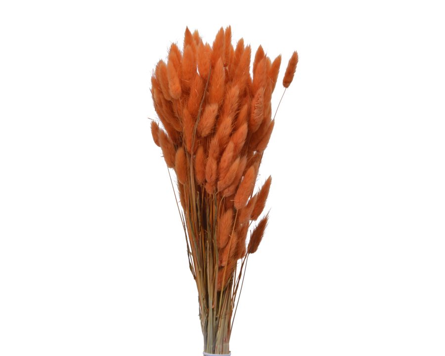 Dried Bunny Tail Bundle
