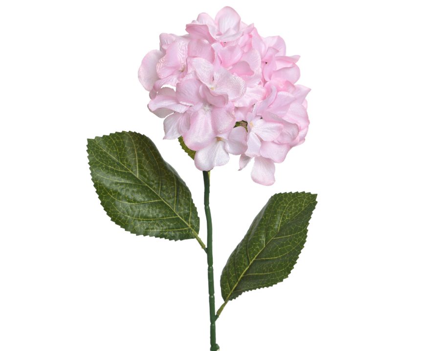 Hydrangea Stem
